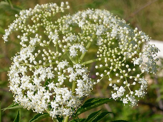 elderflower