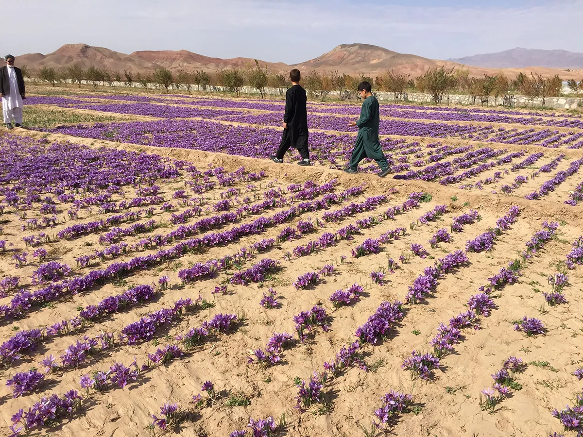 RUMI SPICE DIVES INTO THE SHARK TANK
